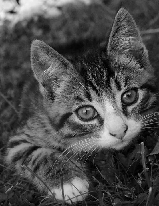 Huskat Derpy billede 2