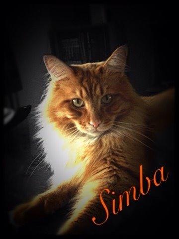 Maine Coon Simba billede 9