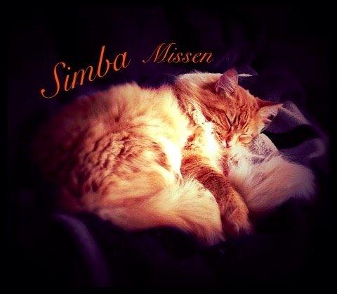 Maine Coon Simba billede 10