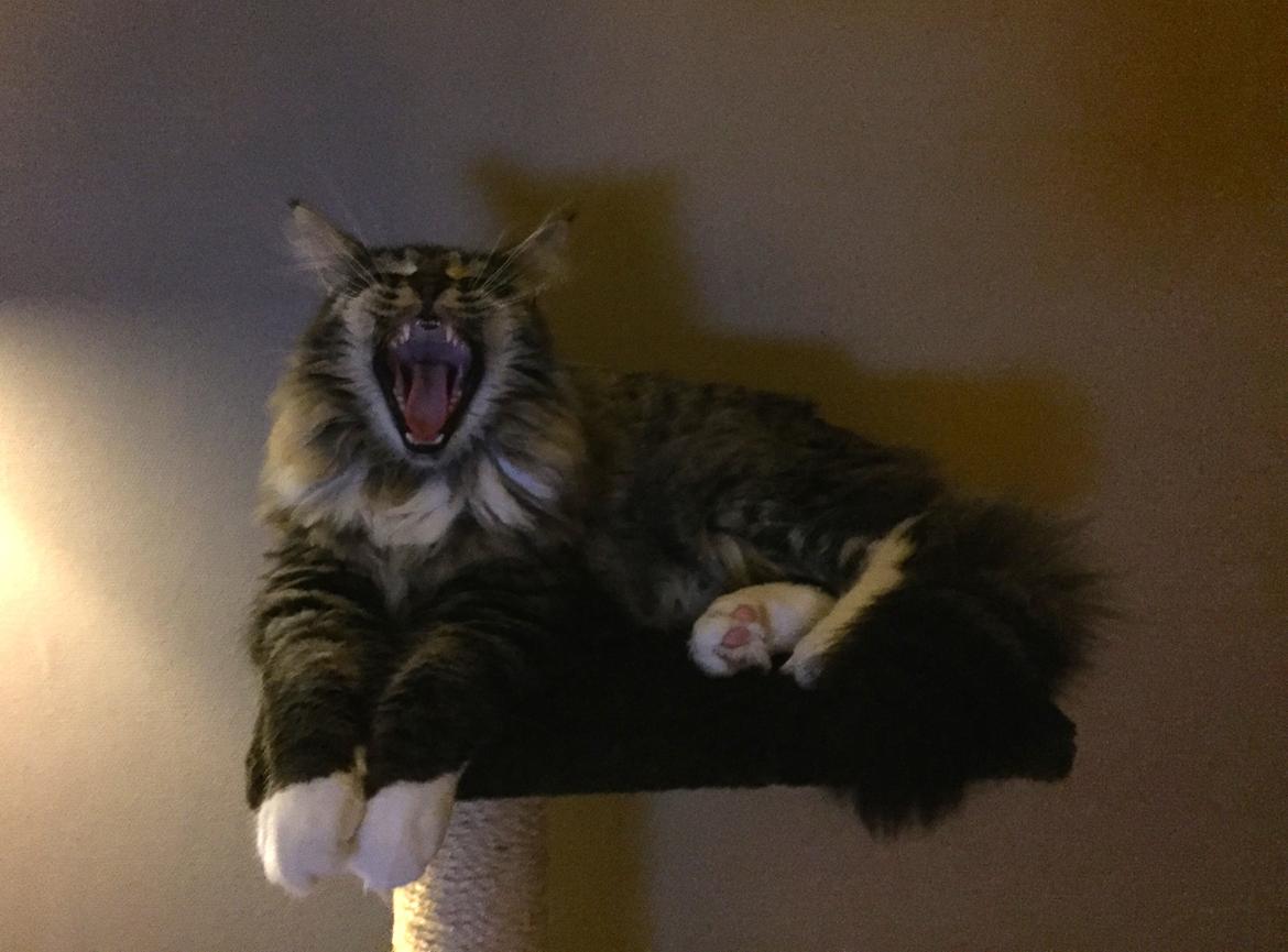 Maine Coon Simba billede 50