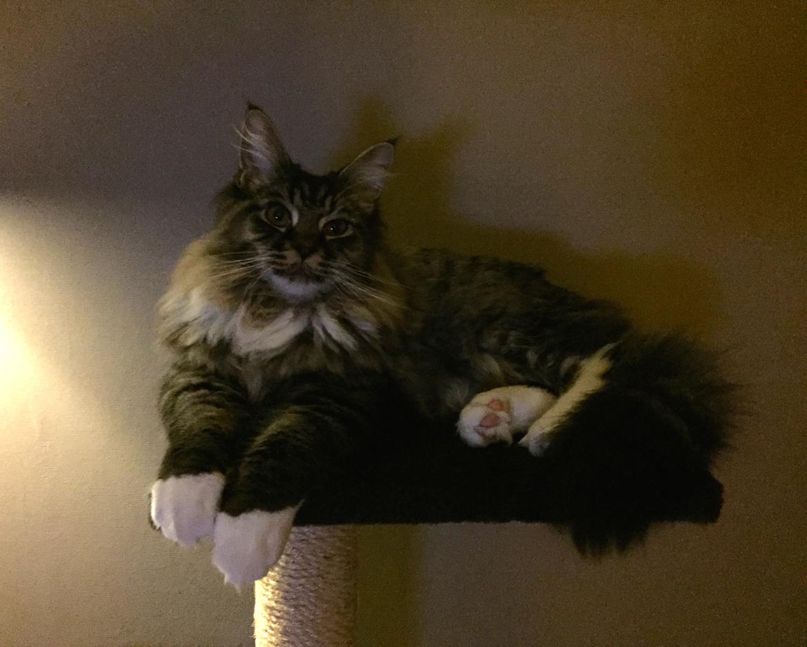 Maine Coon Simba billede 8