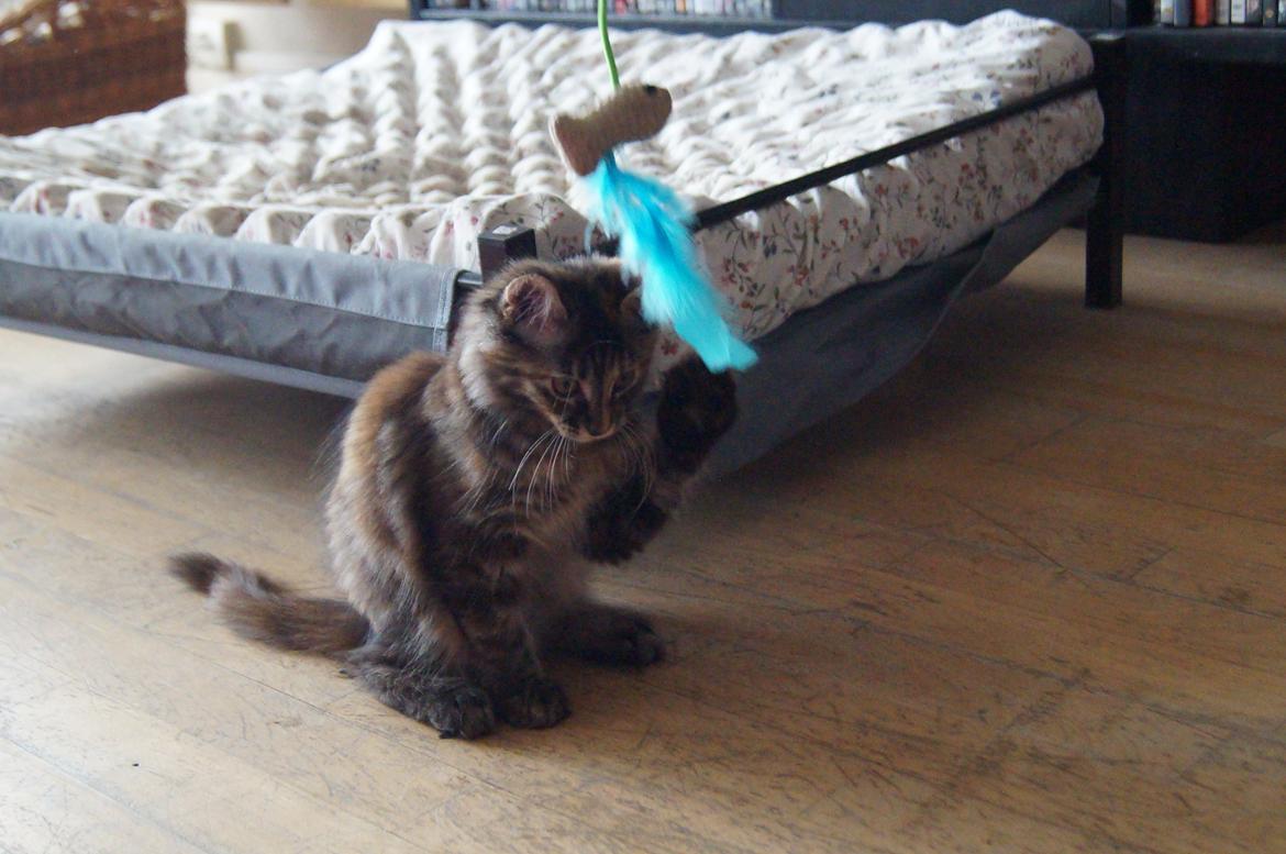 Maine Coon Tigermis billede 1