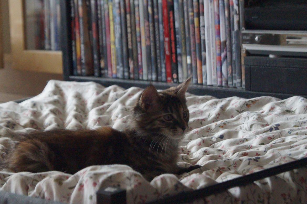 Maine Coon Tigermis billede 3