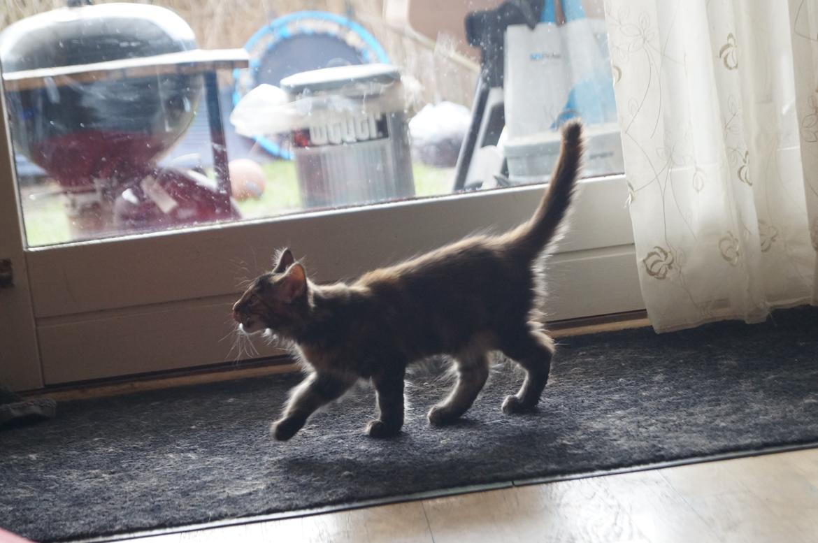 Maine Coon Tigermis billede 4