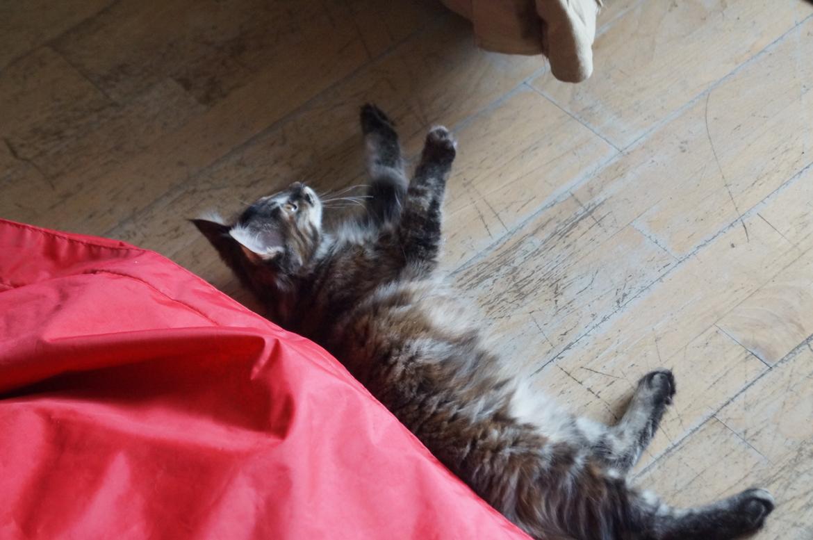 Maine Coon Tigermis billede 5