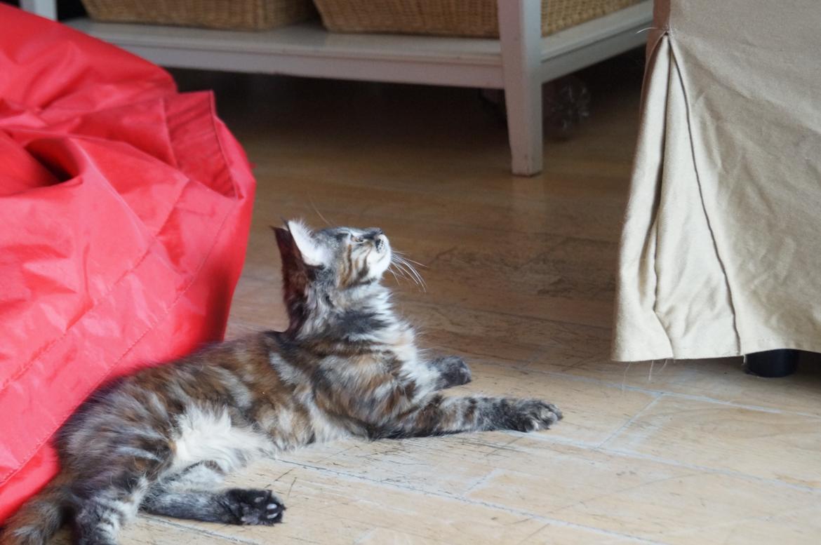 Maine Coon Tigermis billede 6