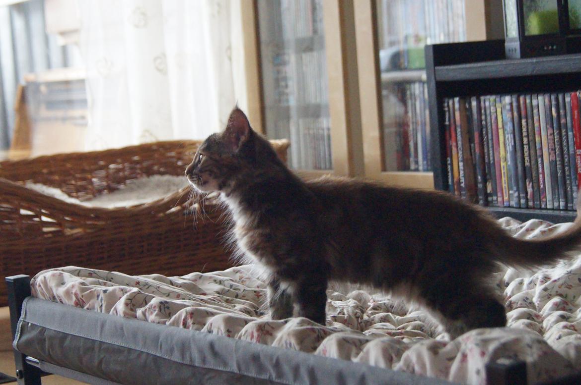 Maine Coon Tigermis billede 2