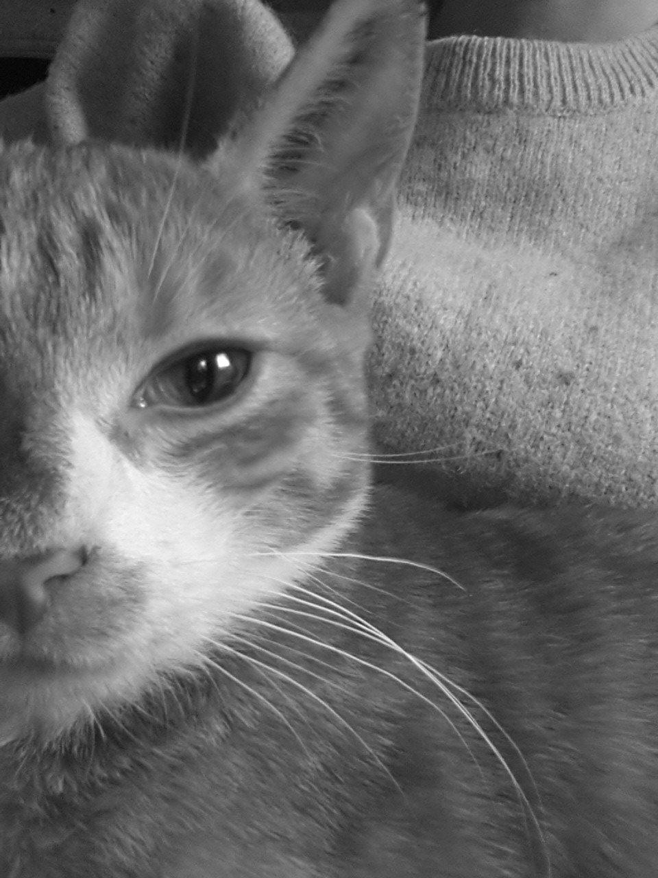 Huskat Ollie billede 7