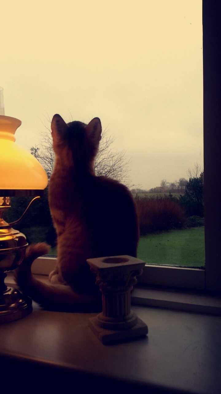 Huskat Ollie - Holder øje med fuglene i haven billede 8