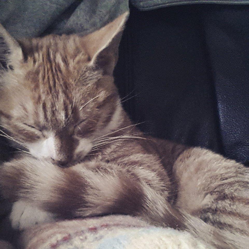 Huskat Ollie - Min putte prins <3 billede 1