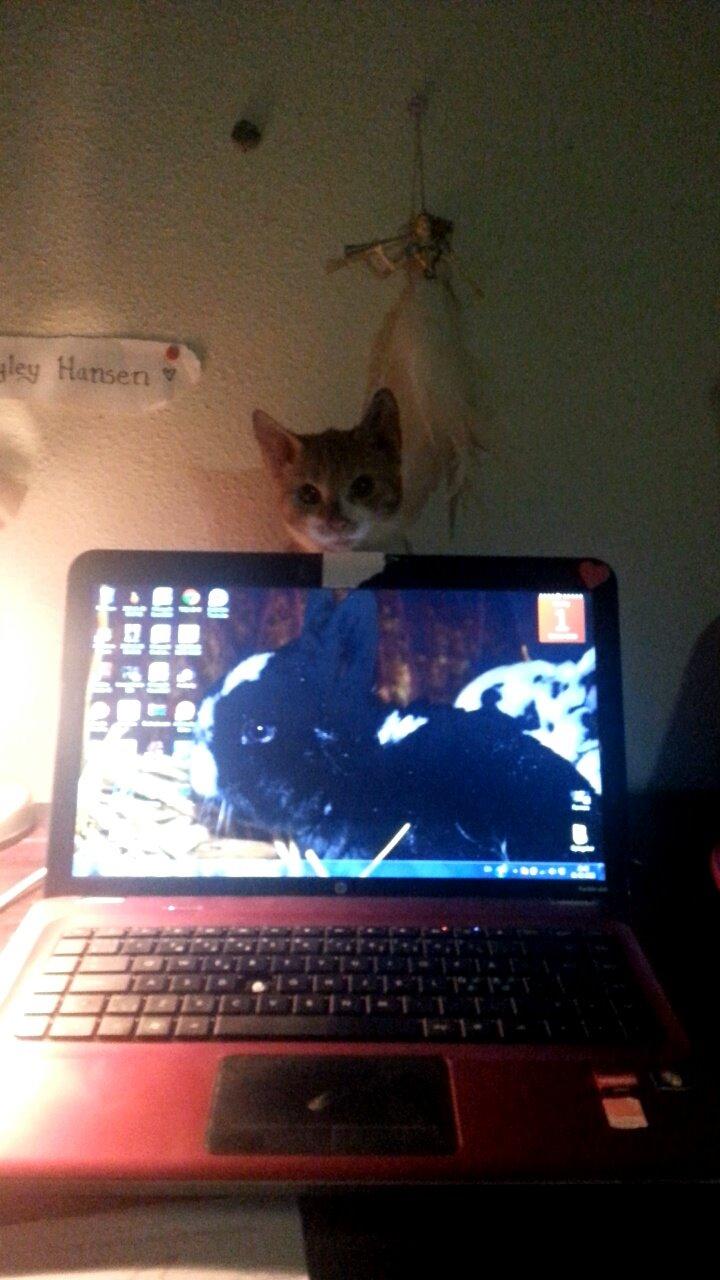 Huskat Ollie - Hallo mor. Nu er det min tur til opmærksomhed! billede 13