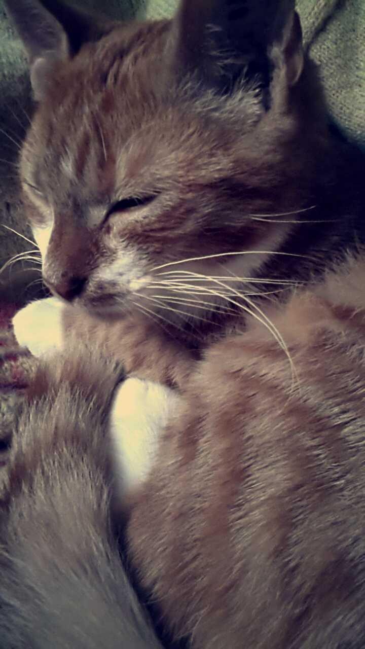 Huskat Ollie billede 12