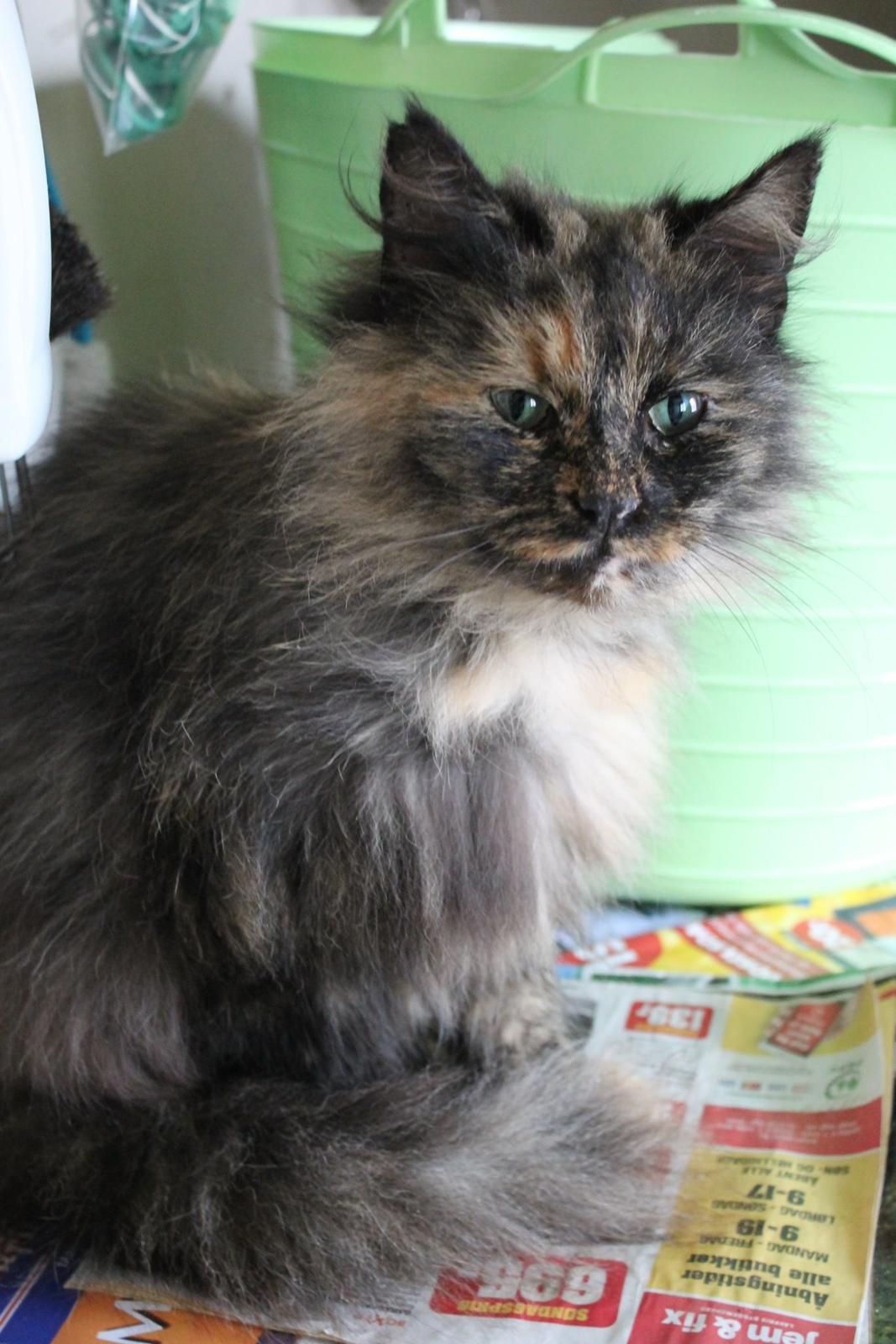 Norsk Skovkat Sannemizz (Himmelkat) billede 16