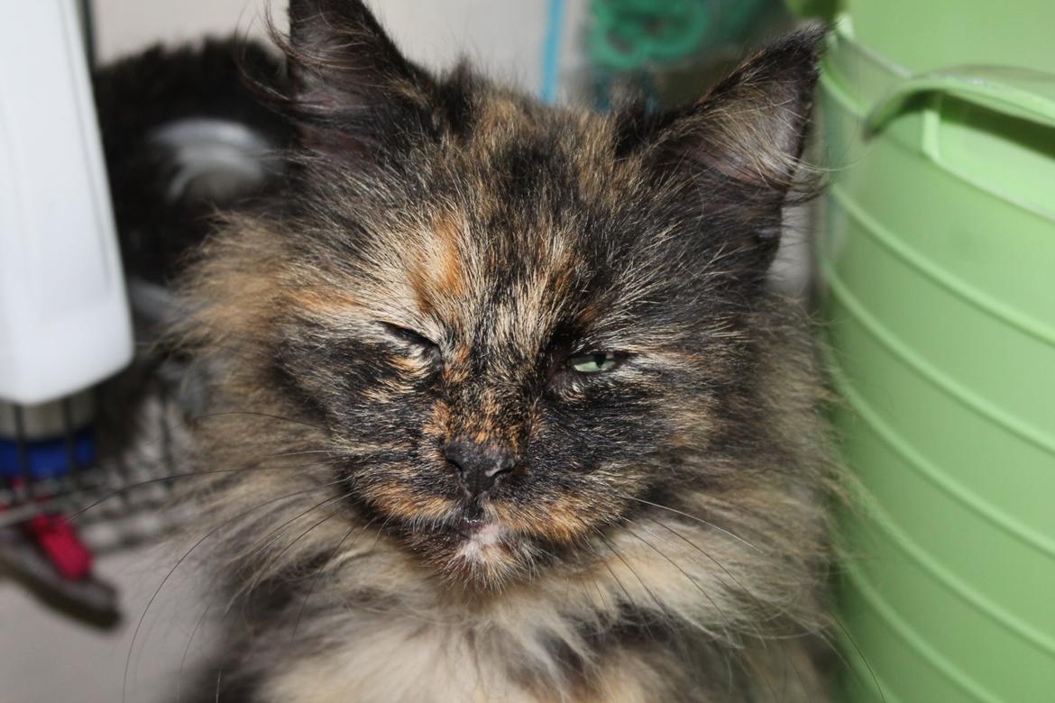 Norsk Skovkat Sannemizz (Himmelkat) billede 5