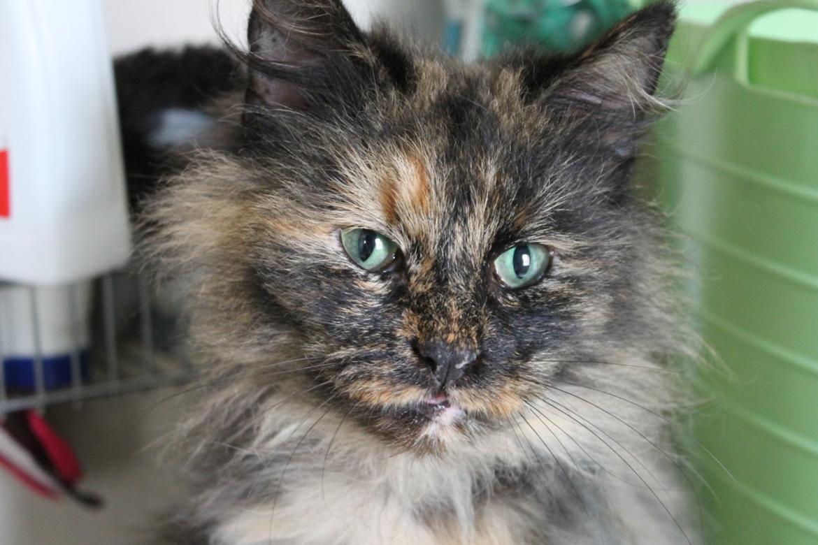 Norsk Skovkat Sannemizz (Himmelkat) billede 15