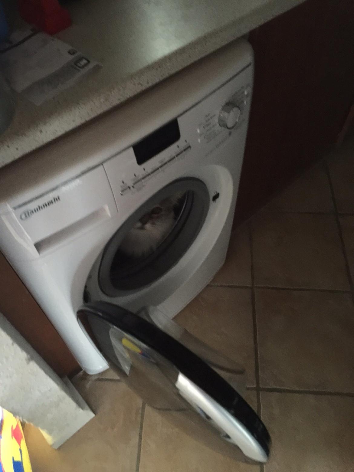 Maine Coon (Thor) Amistia Glowing Silver billede 29