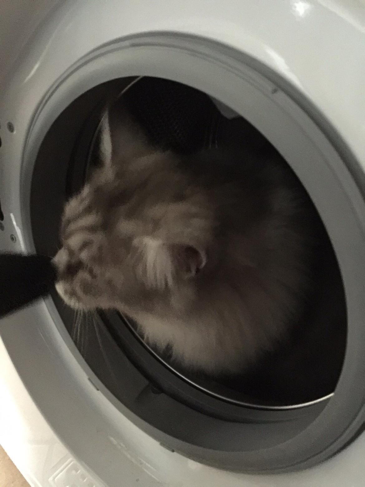 Maine Coon (Thor) Amistia Glowing Silver billede 30