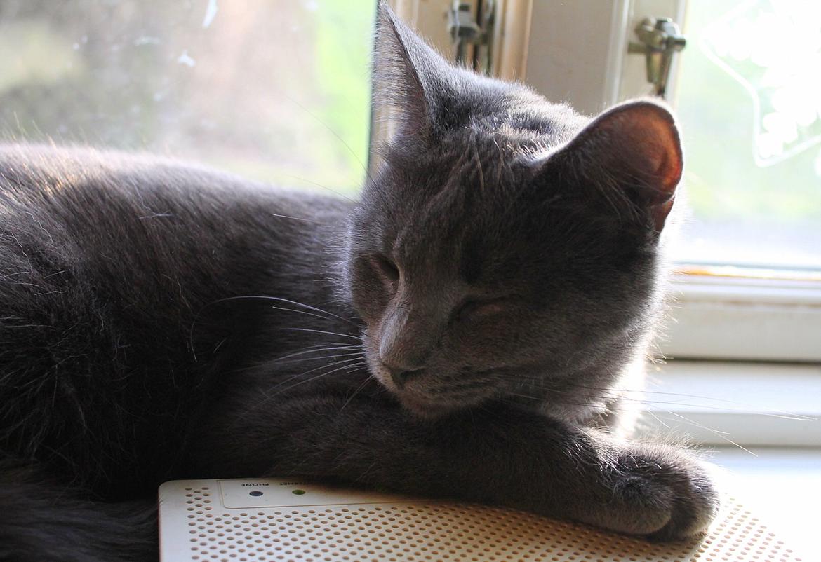 Huskat Mr bean billede 34