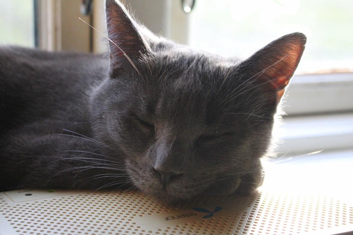 Huskat Mr bean billede 35