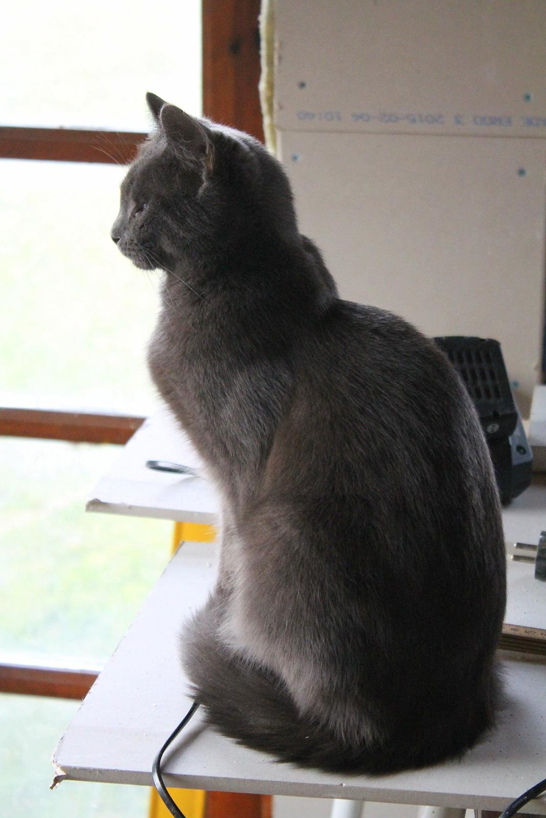 Huskat Mr bean billede 16