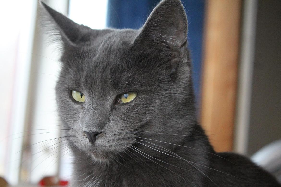 Huskat Mr bean billede 20