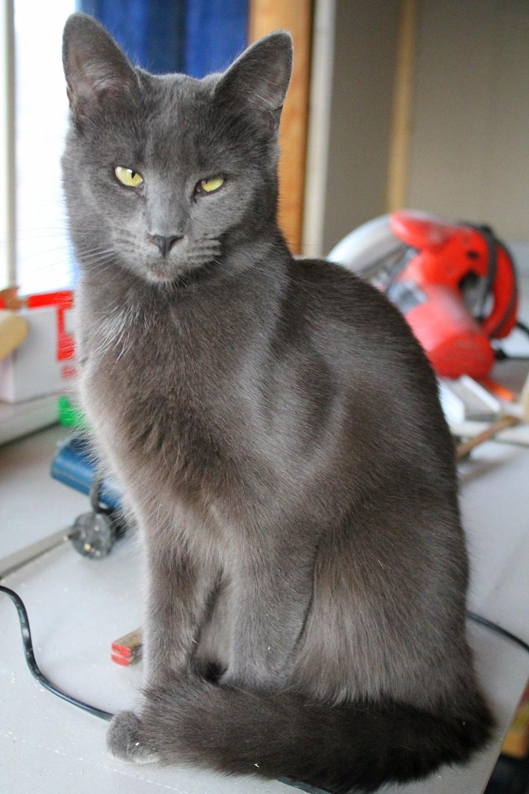 Huskat Mr bean billede 21