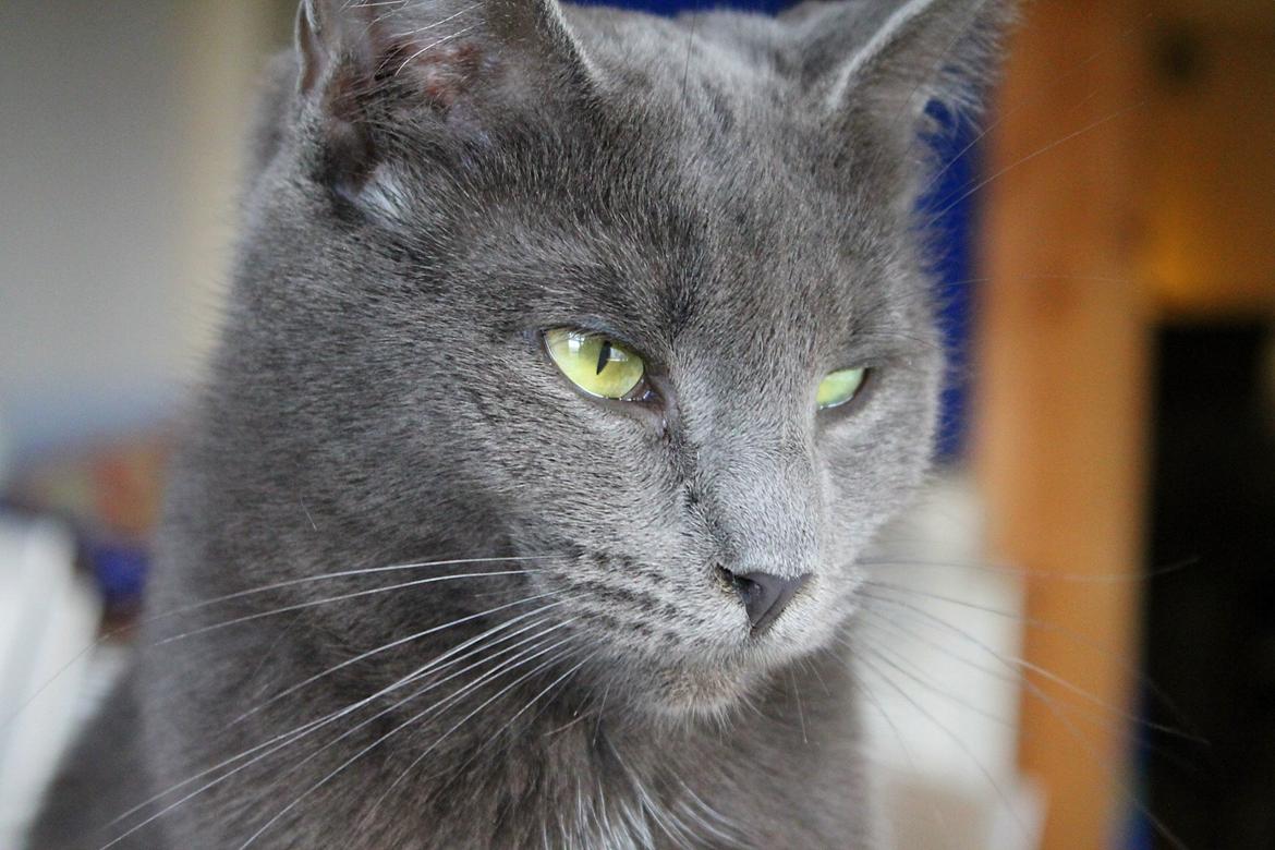 Huskat Mr bean billede 12