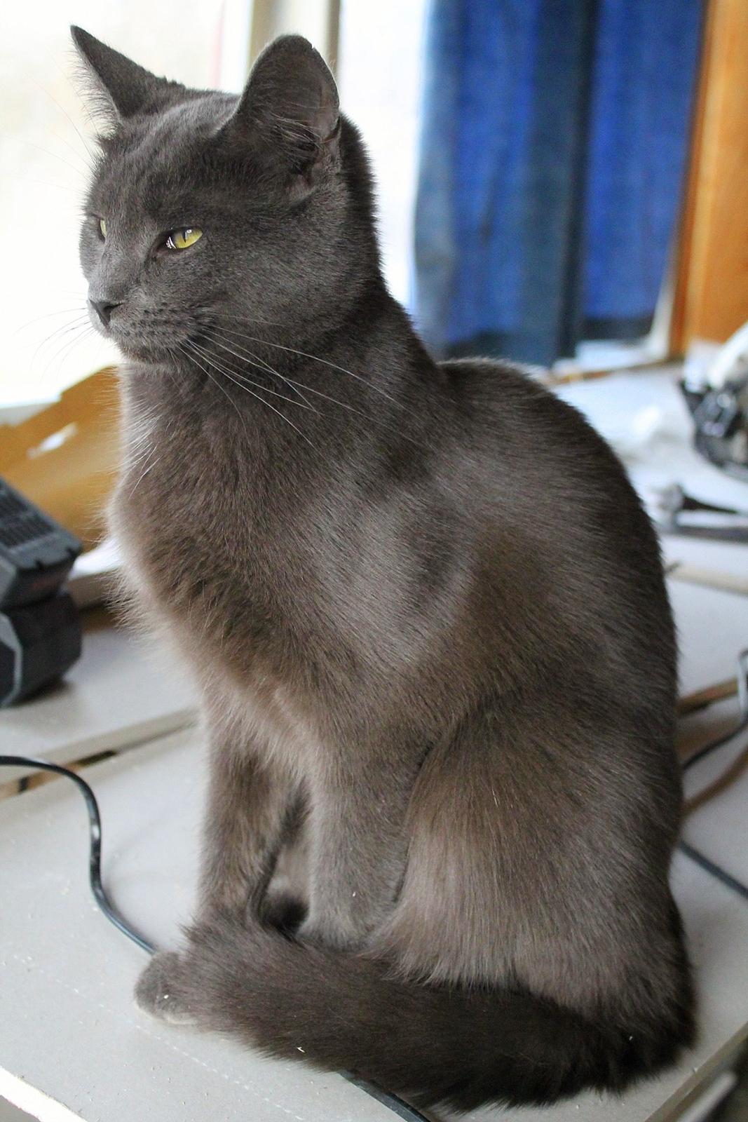 Huskat Mr bean billede 13