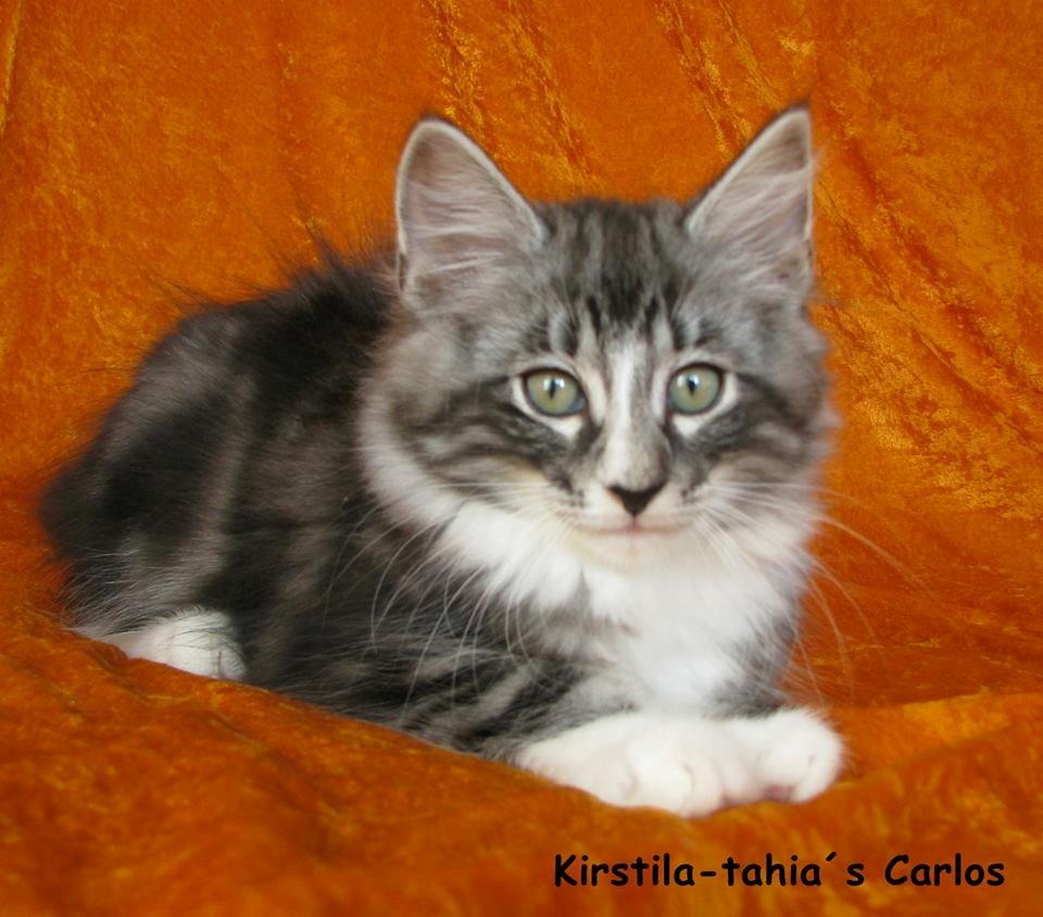 Norsk Skovkat Kirstila-Tahia´s Carlos billede 10
