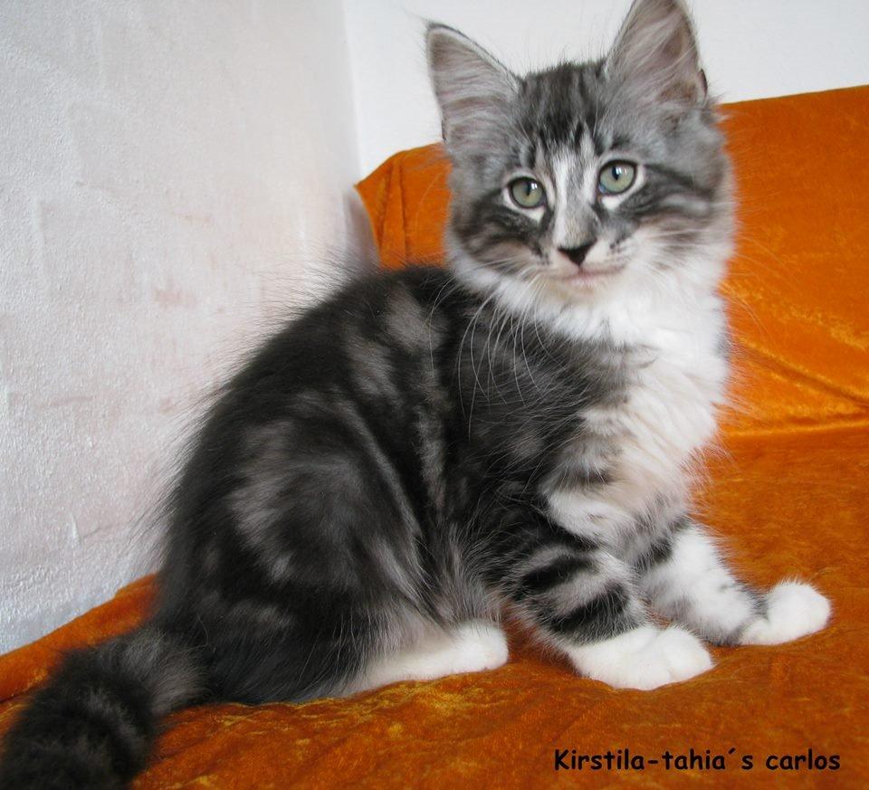 Norsk Skovkat Kirstila-Tahia´s Carlos billede 12