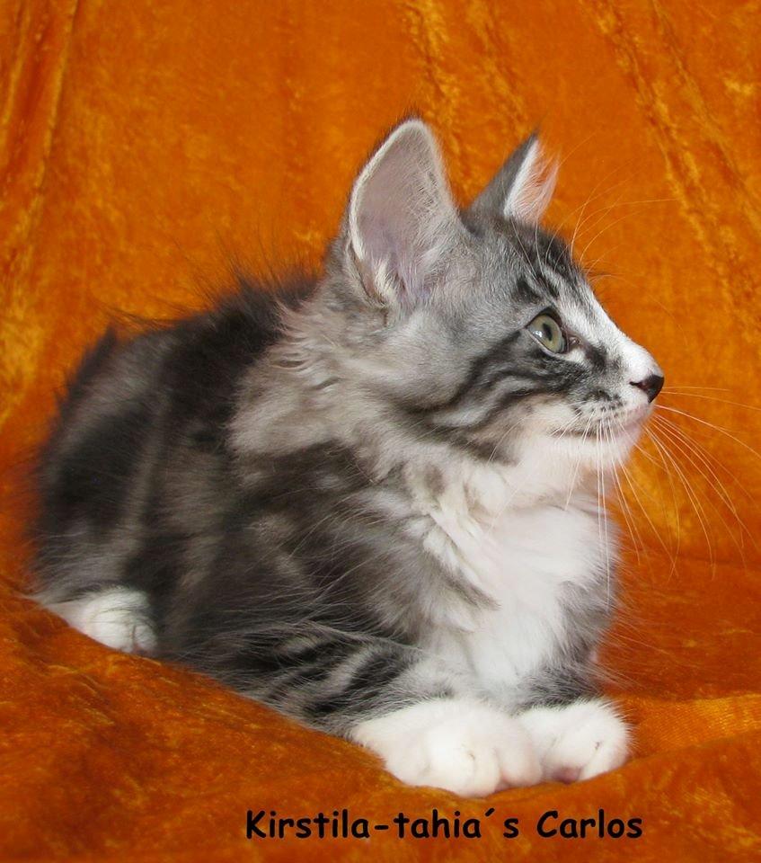 Norsk Skovkat Kirstila-Tahia´s Carlos billede 13