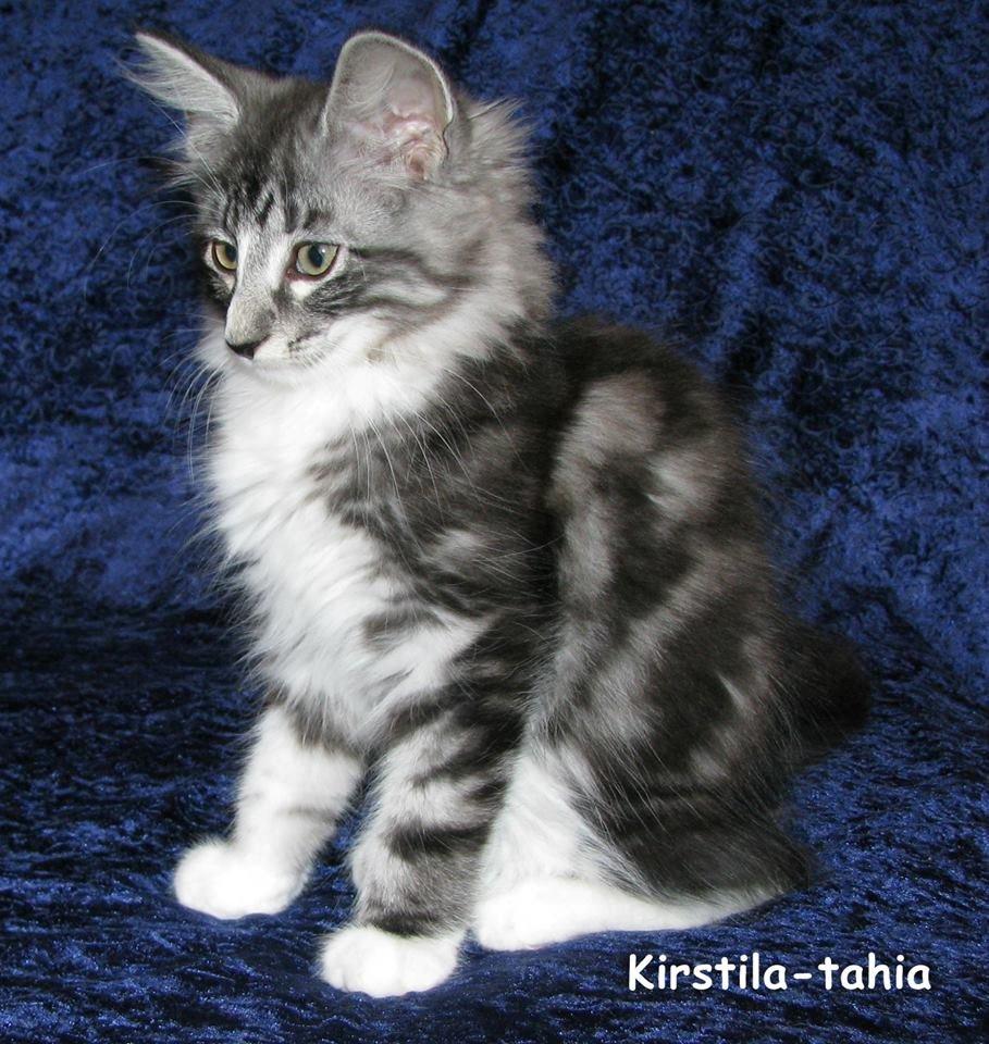 Norsk Skovkat Kirstila-Tahia´s Carlos billede 8
