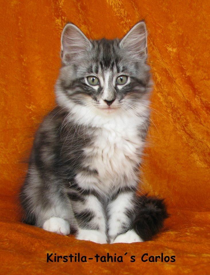 Norsk Skovkat Kirstila-Tahia´s Carlos billede 9