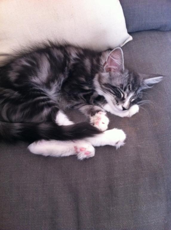 Norsk Skovkat Kirstila-Tahia´s Carlos billede 14