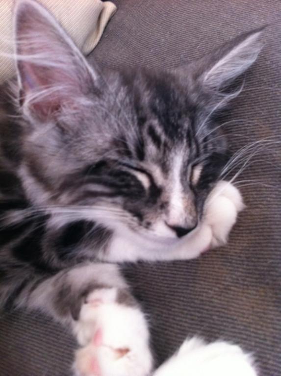 Norsk Skovkat Kirstila-Tahia´s Carlos billede 15