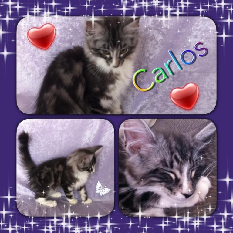 Norsk Skovkat Kirstila-Tahia´s Carlos billede 16