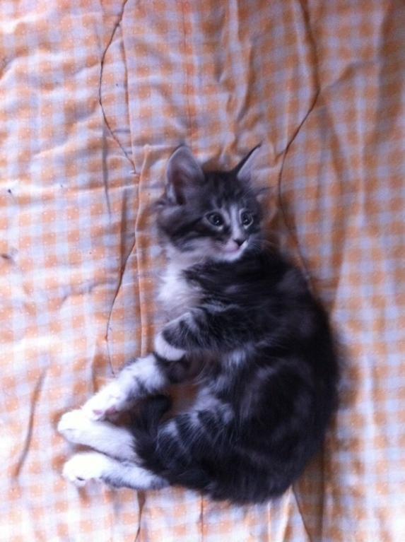 Norsk Skovkat Kirstila-Tahia´s Carlos billede 17