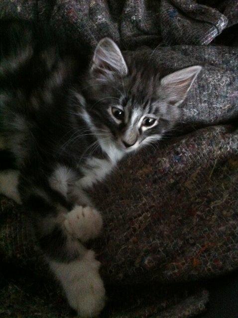 Norsk Skovkat Kirstila-Tahia´s Carlos billede 18