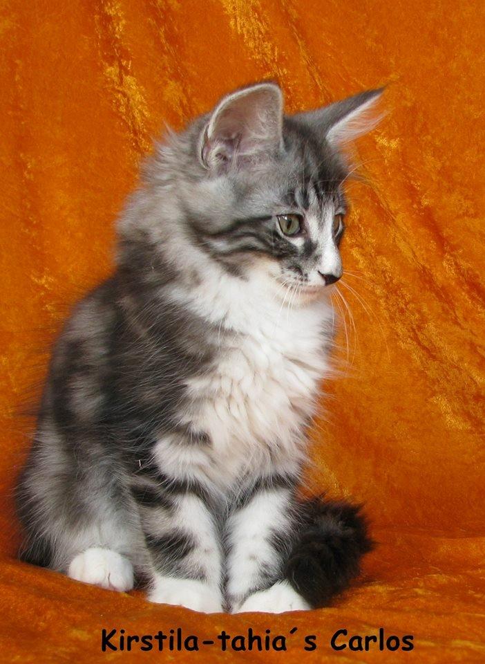 Norsk Skovkat Kirstila-Tahia´s Carlos billede 11