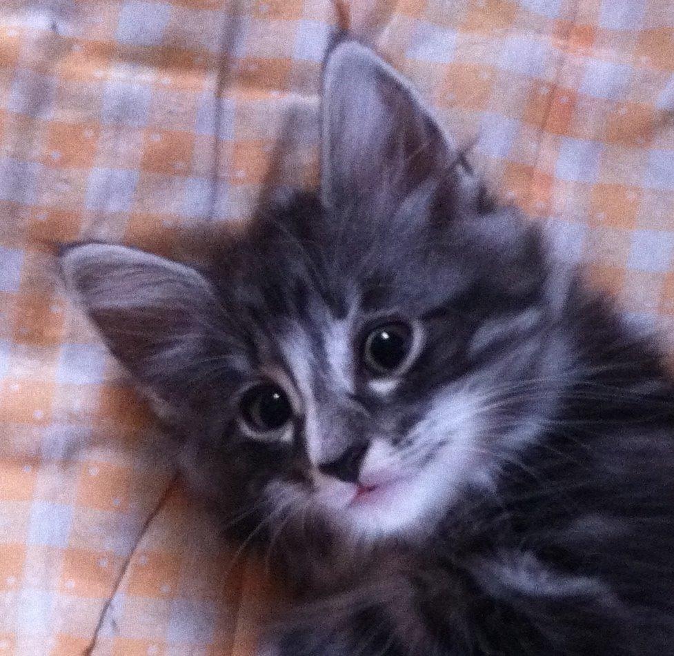 Norsk Skovkat Kirstila-Tahia´s Carlos billede 20