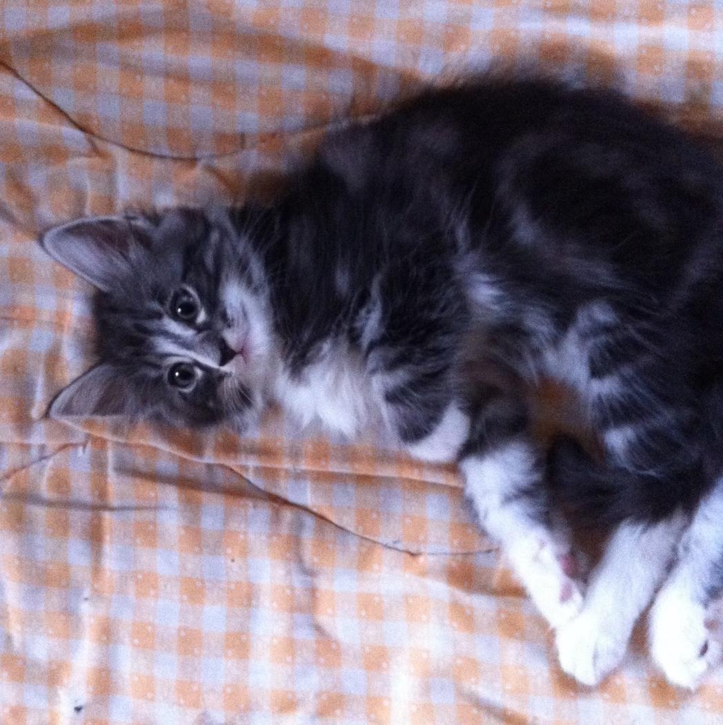 Norsk Skovkat Kirstila-Tahia´s Carlos billede 21