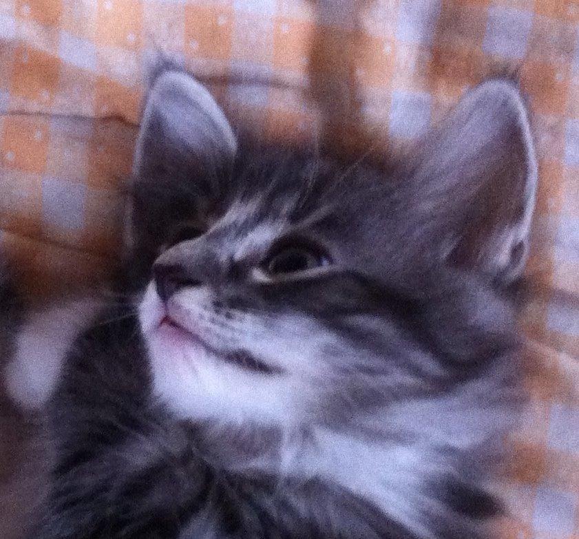 Norsk Skovkat Kirstila-Tahia´s Carlos billede 19