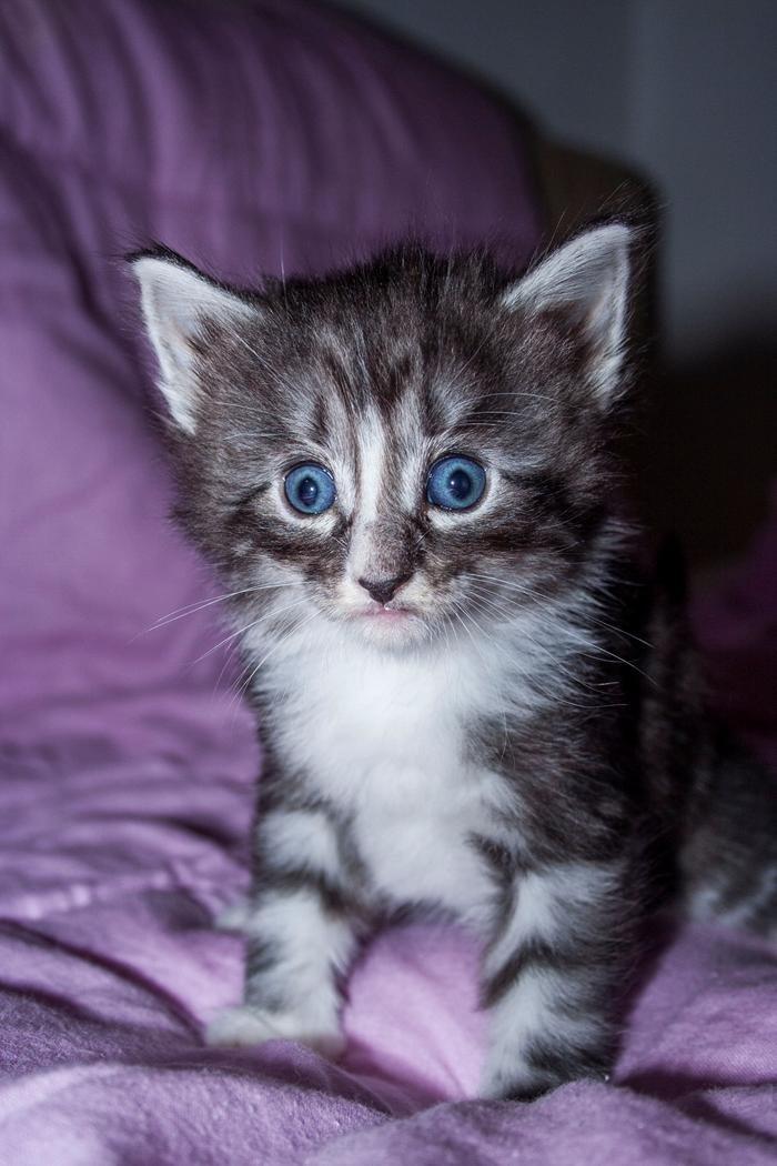 Norsk Skovkat Kirstila-Tahia´s Carlos billede 23