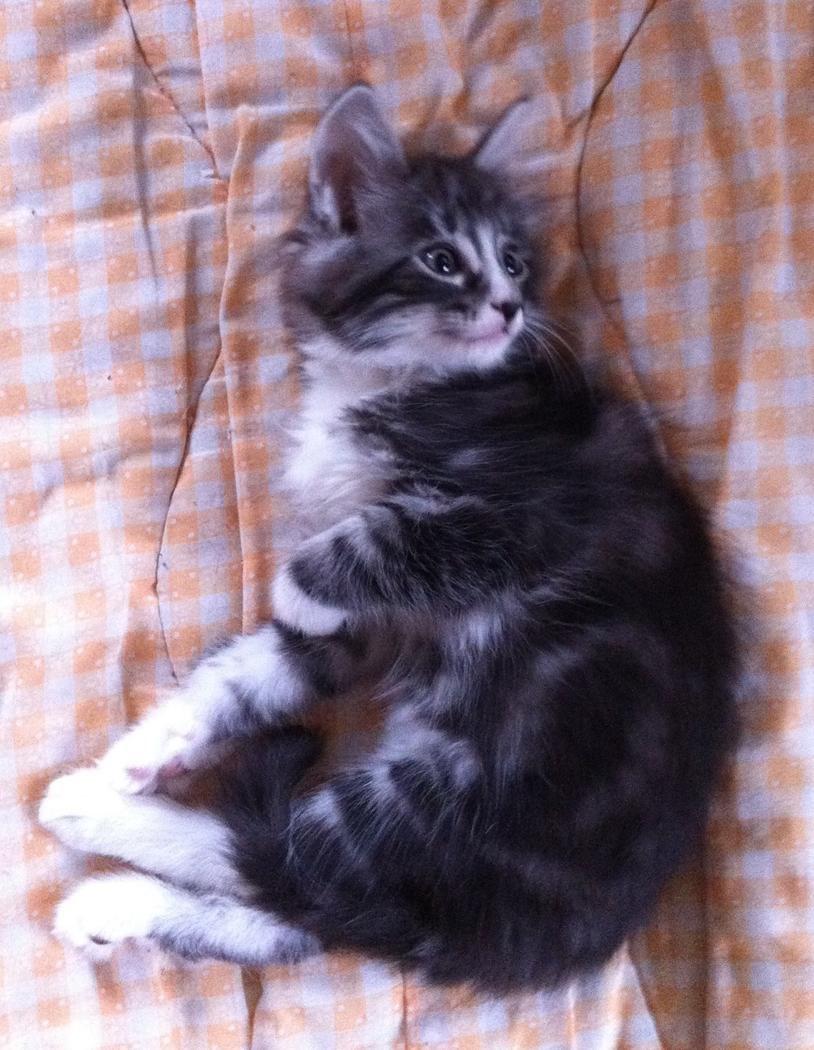 Norsk Skovkat Kirstila-Tahia´s Carlos billede 22