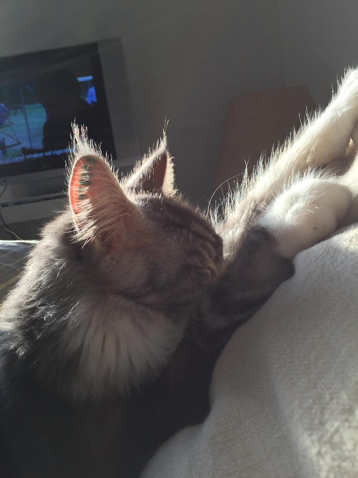 Blanding af racer Balder billede 21