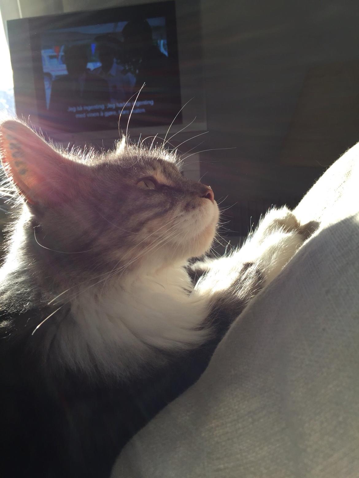 Blanding af racer Balder billede 22