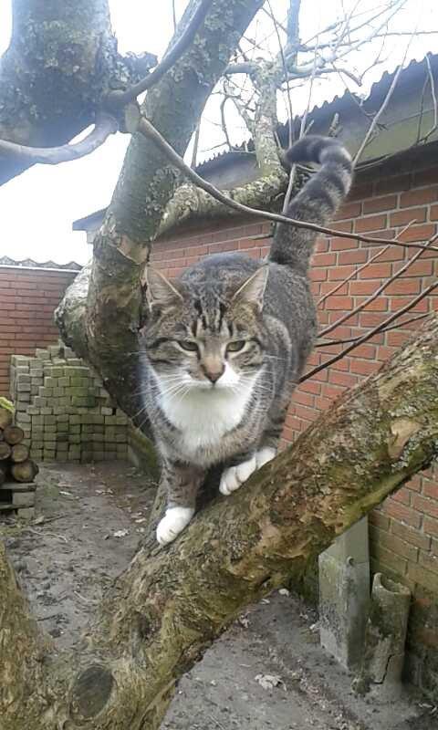 Huskat Mille billede 38