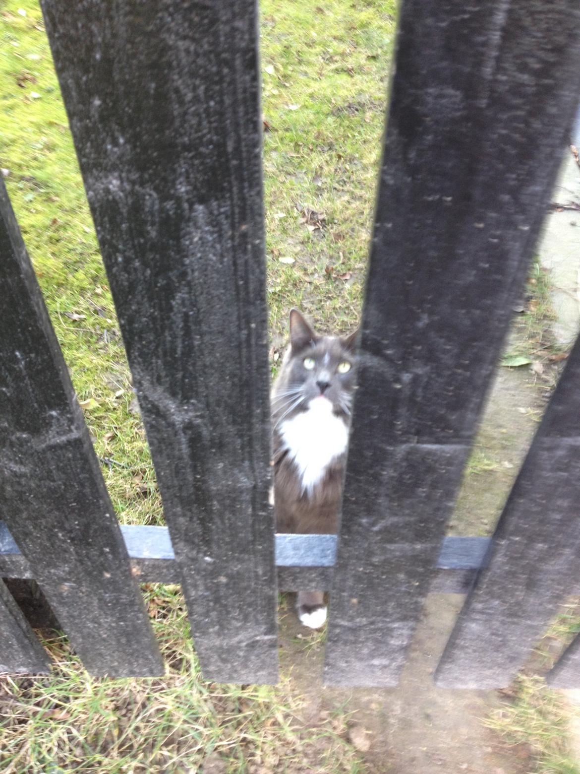 Blanding af racer Kenobe - Jeg Holder øje med jer fugle billede 2