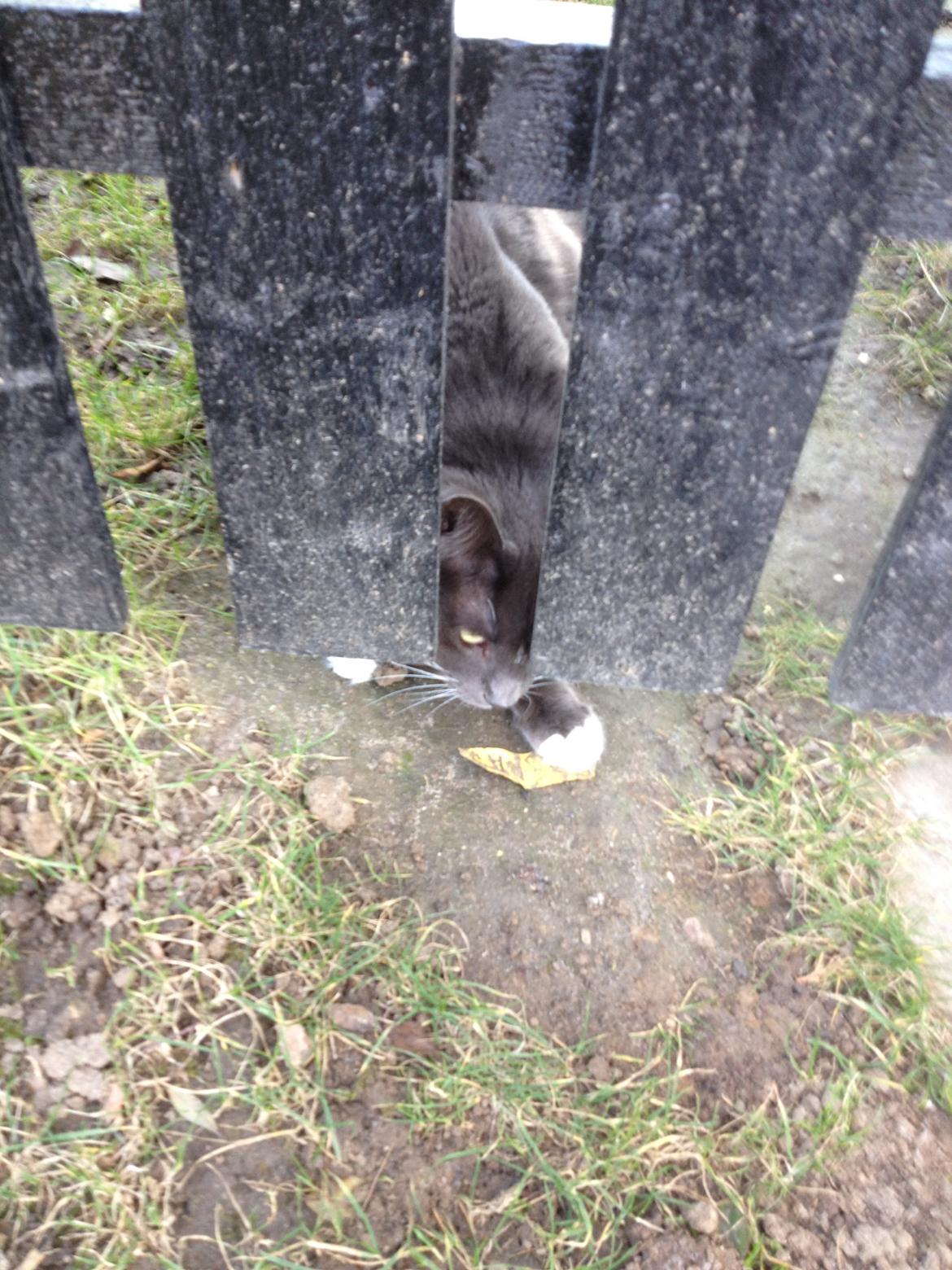 Blanding af racer Kenobe - Hvad er det her billede 3