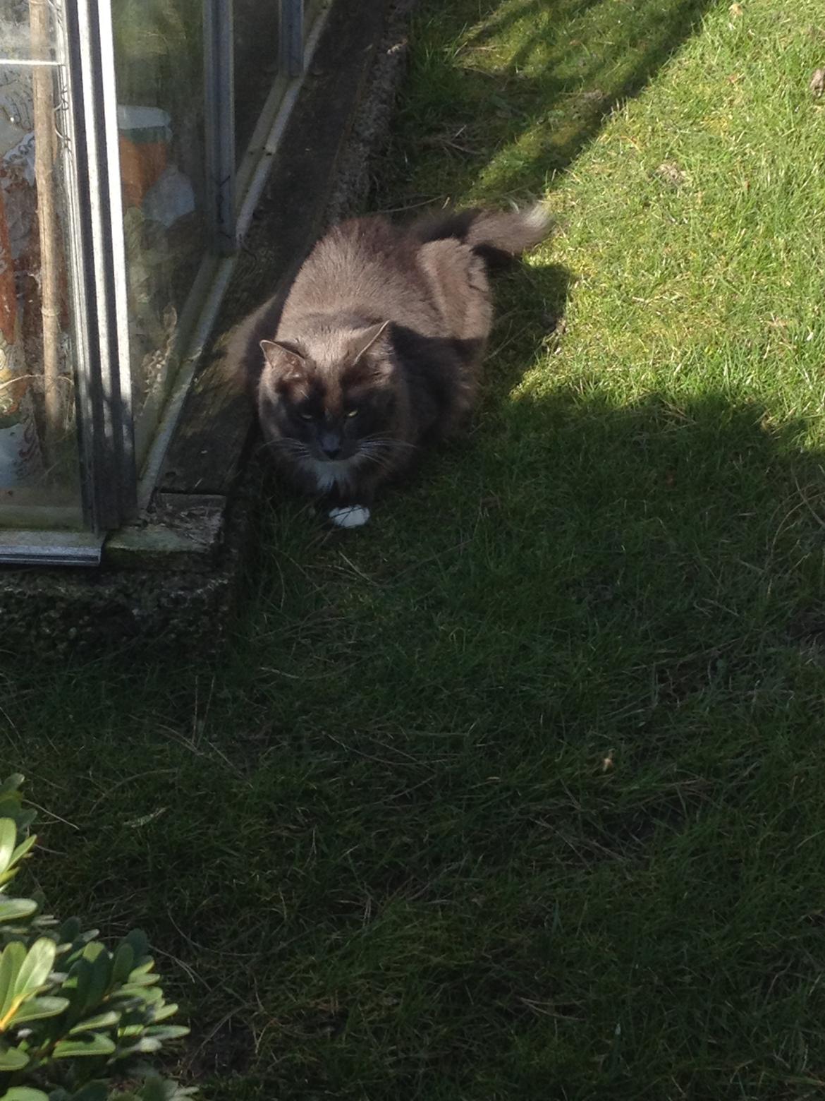 Blanding af racer Kenobe - Pas på jeg jagter en mus flyt dig billede 4